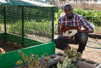 Chickens vs. Neighbors